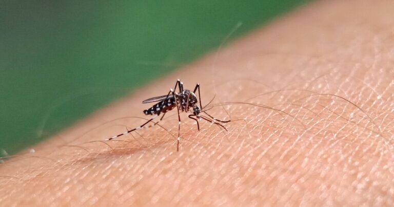 As the Paris Olympics near, concerns about rising dengue cases grow – Scripps News